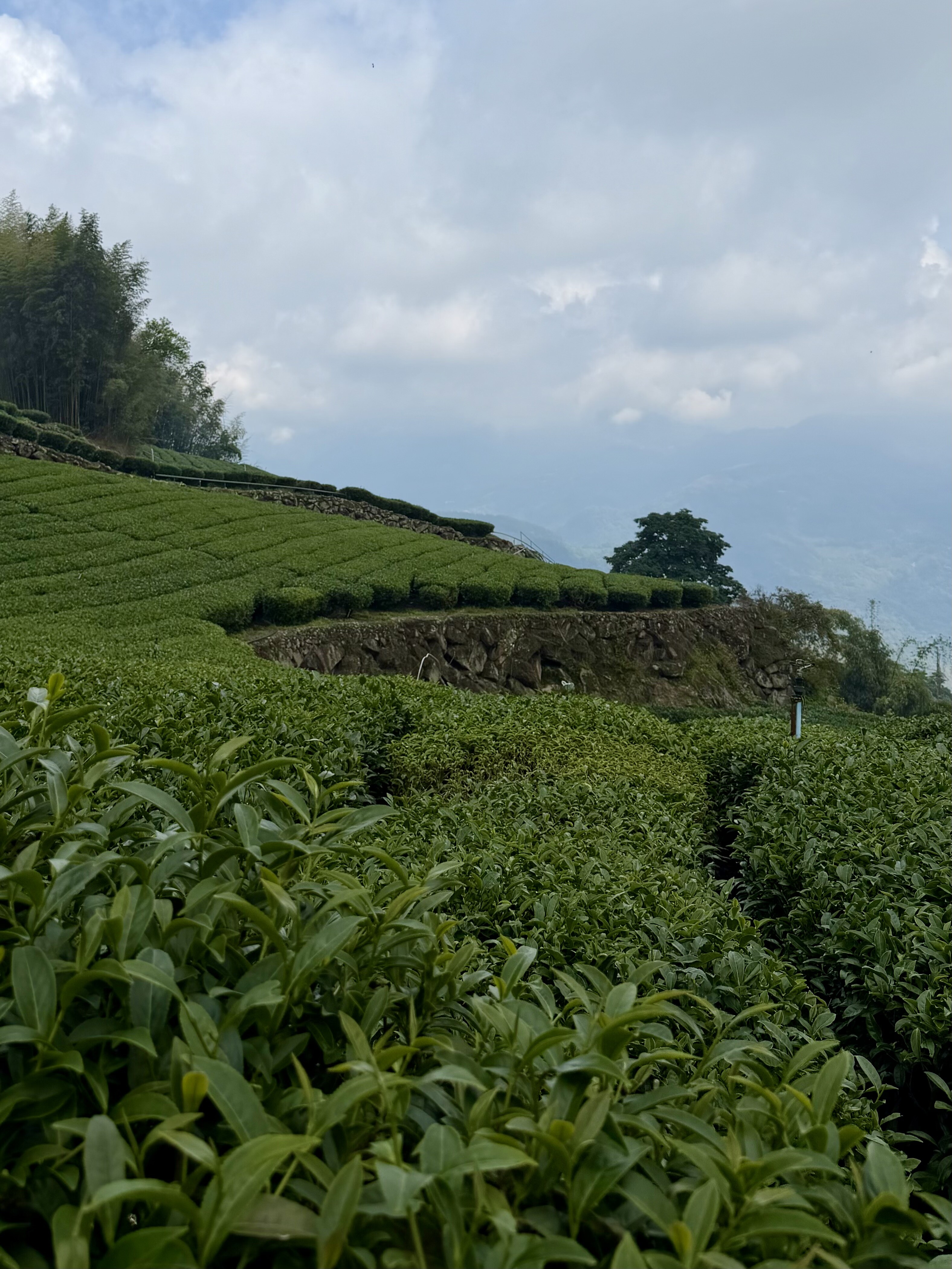 Terraced tea bushes on the slope