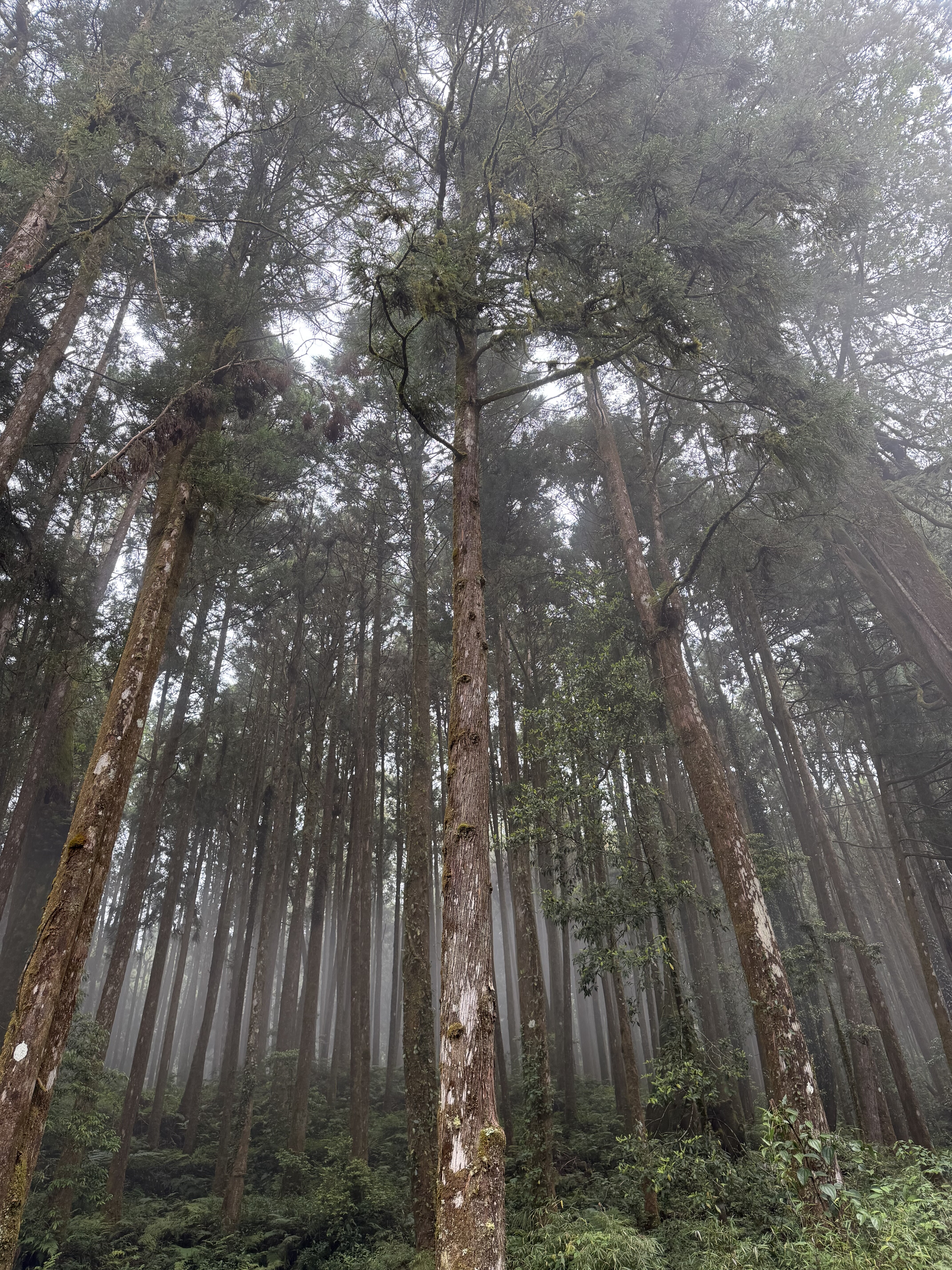 Cedar forest in Alishan mist
