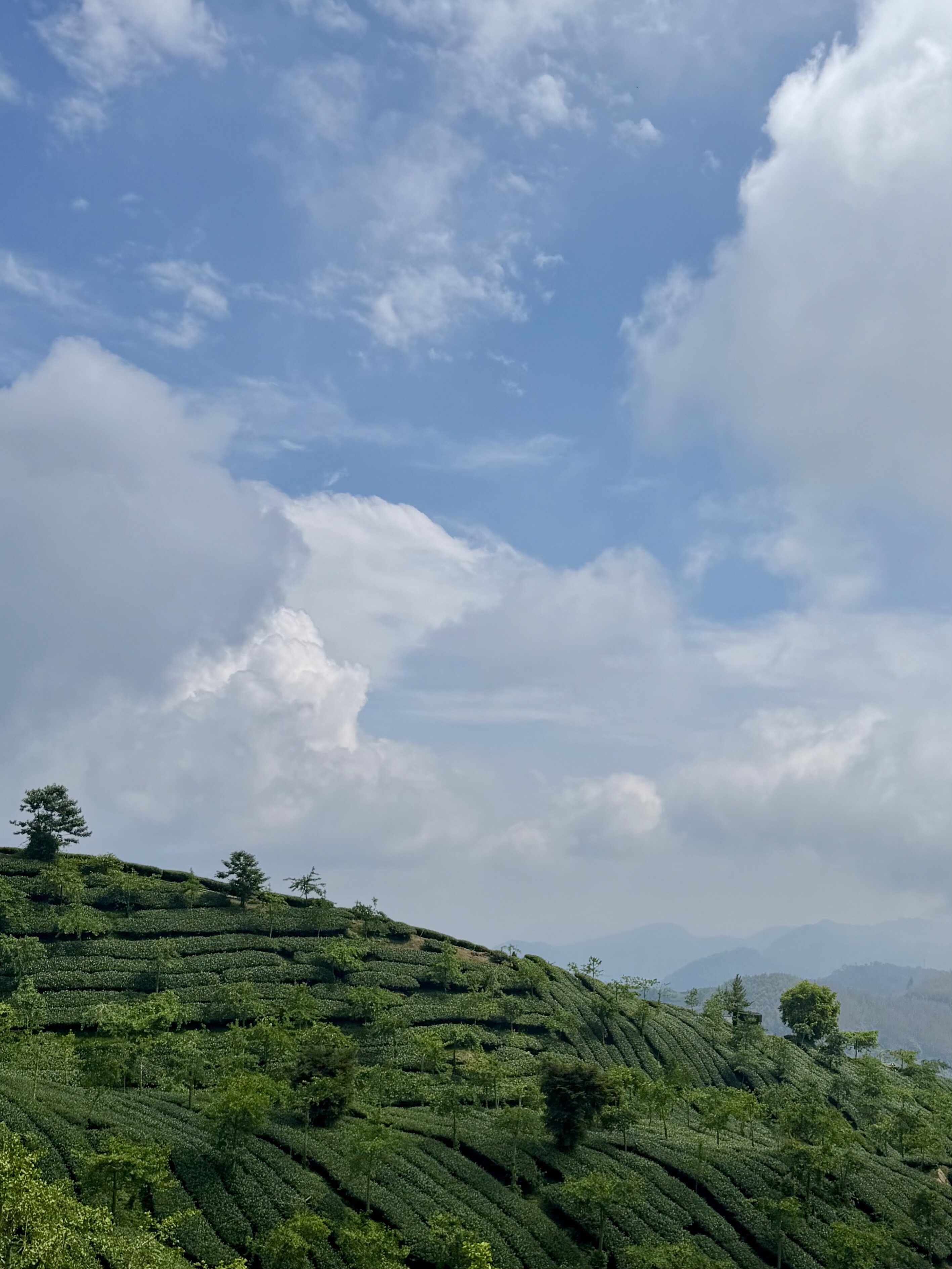 Tea gardens under the Alishan sky