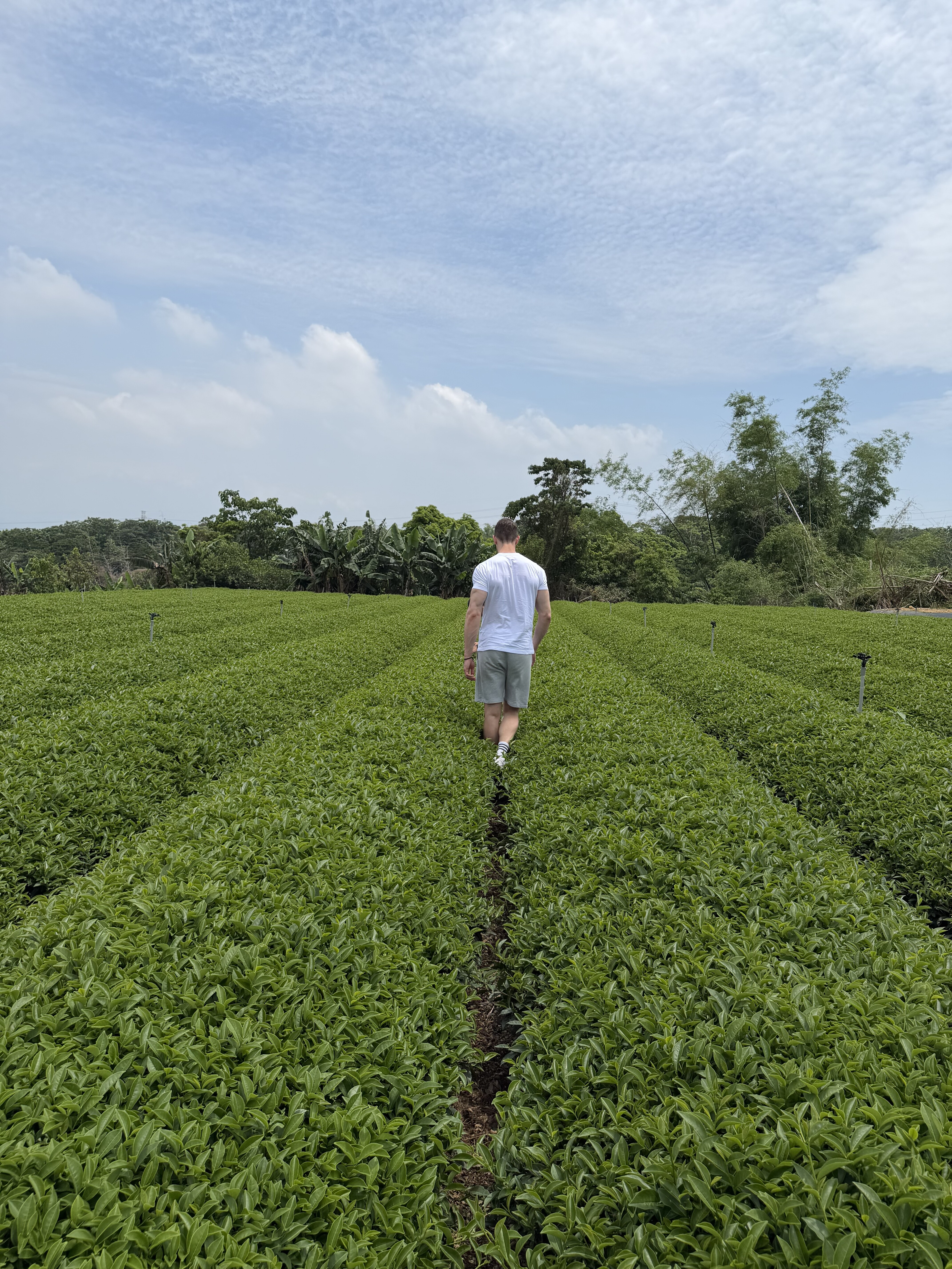 In the tea fields of Bagua Shan